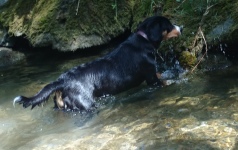 Hilly im Wasser