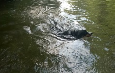 Hilly schwimmt